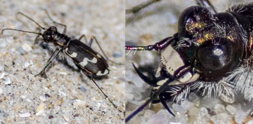 Réf. 296 229 : Cicindela sp.